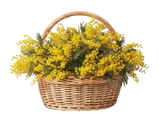 Basket of Mimosa - Florist London