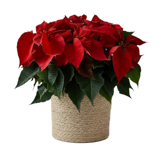 Basket of Poisenttia - Florist London