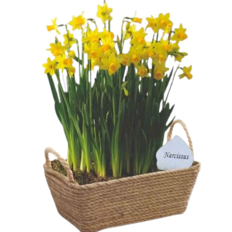 Basket of Yellow Narcissus - Florist London
