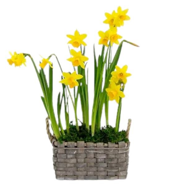 Basket of Yellow Narcissus - Florist London