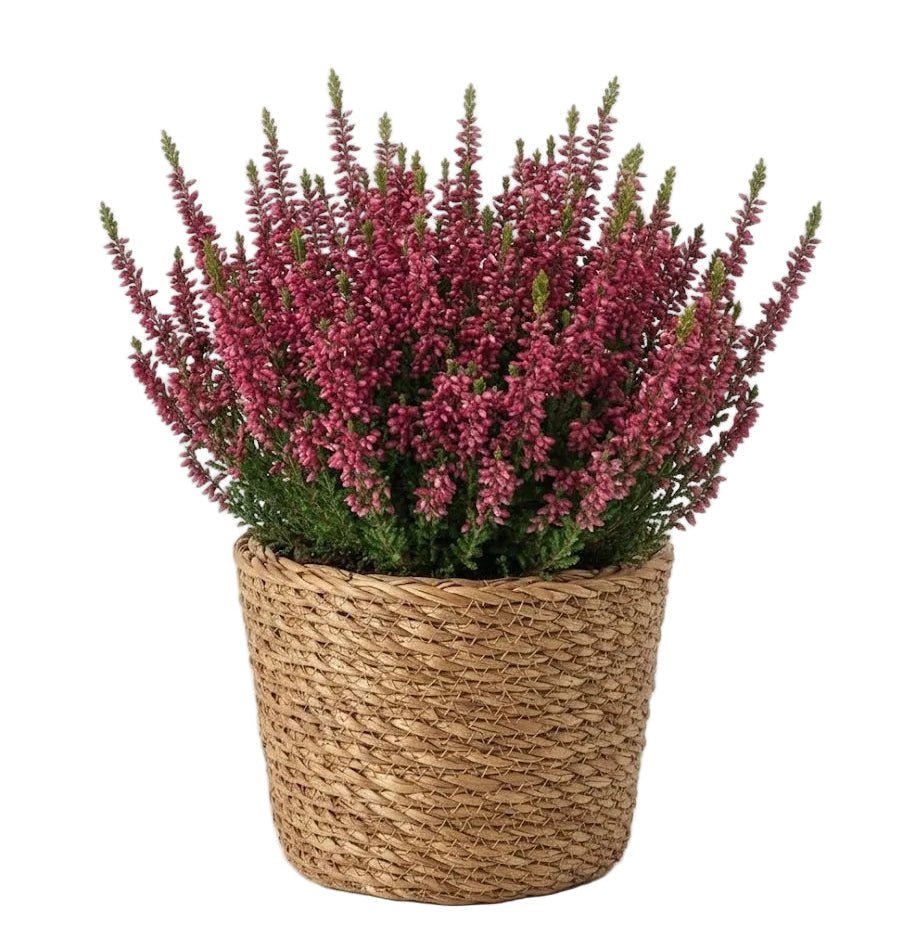Beautiful Heather Plant in Basket - Florist London