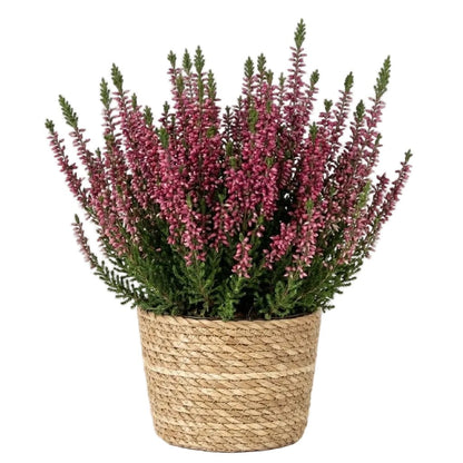 Beautiful Heather Plant in Basket - Florist London