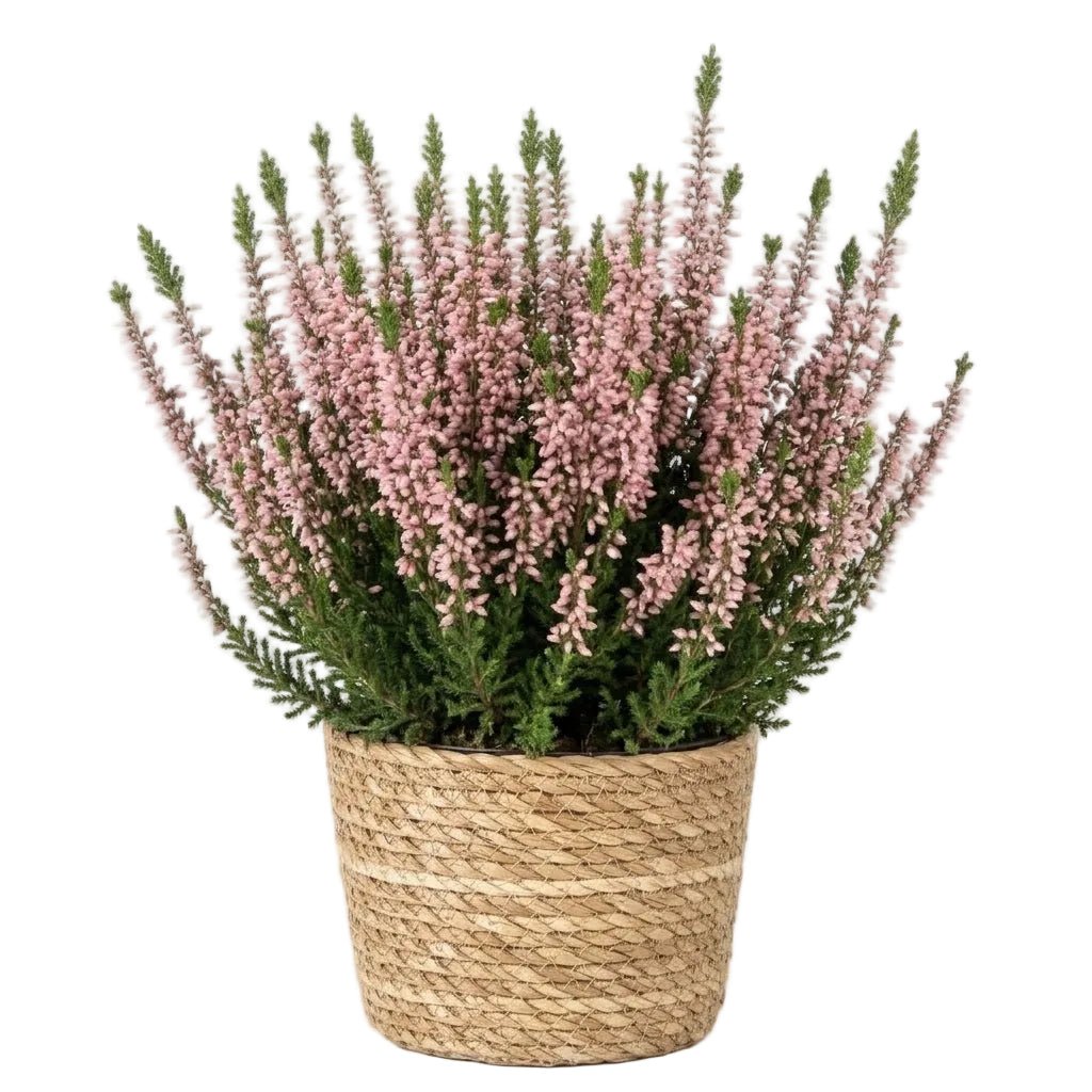 Beautiful Heather Plant in Basket - Florist London
