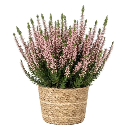 Beautiful Heather Plant in Basket - Florist London