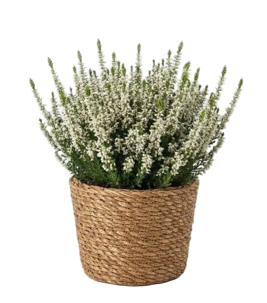 Beautiful Heather Plant in Basket - Florist London