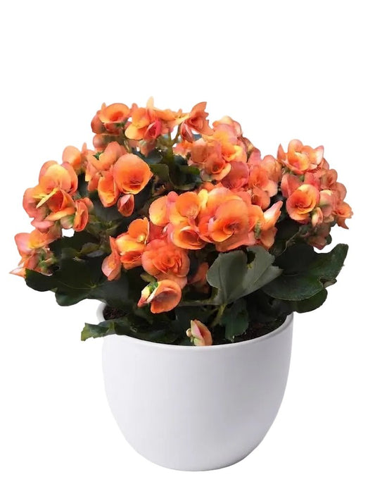 Begonia Belove Peach - Florist London