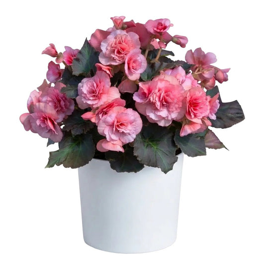 Begonia Betula Candy - Florist London