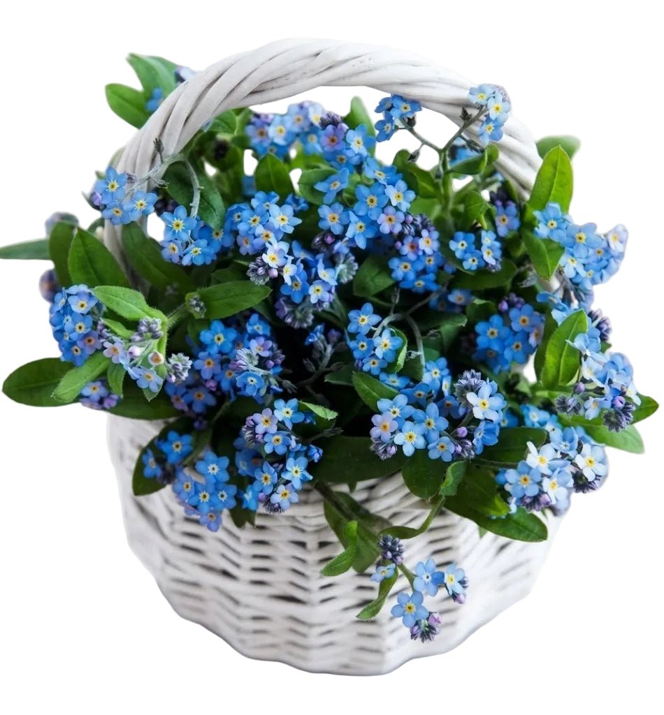 Blue Forget-Me-Not Flowers in Basket - Florist London