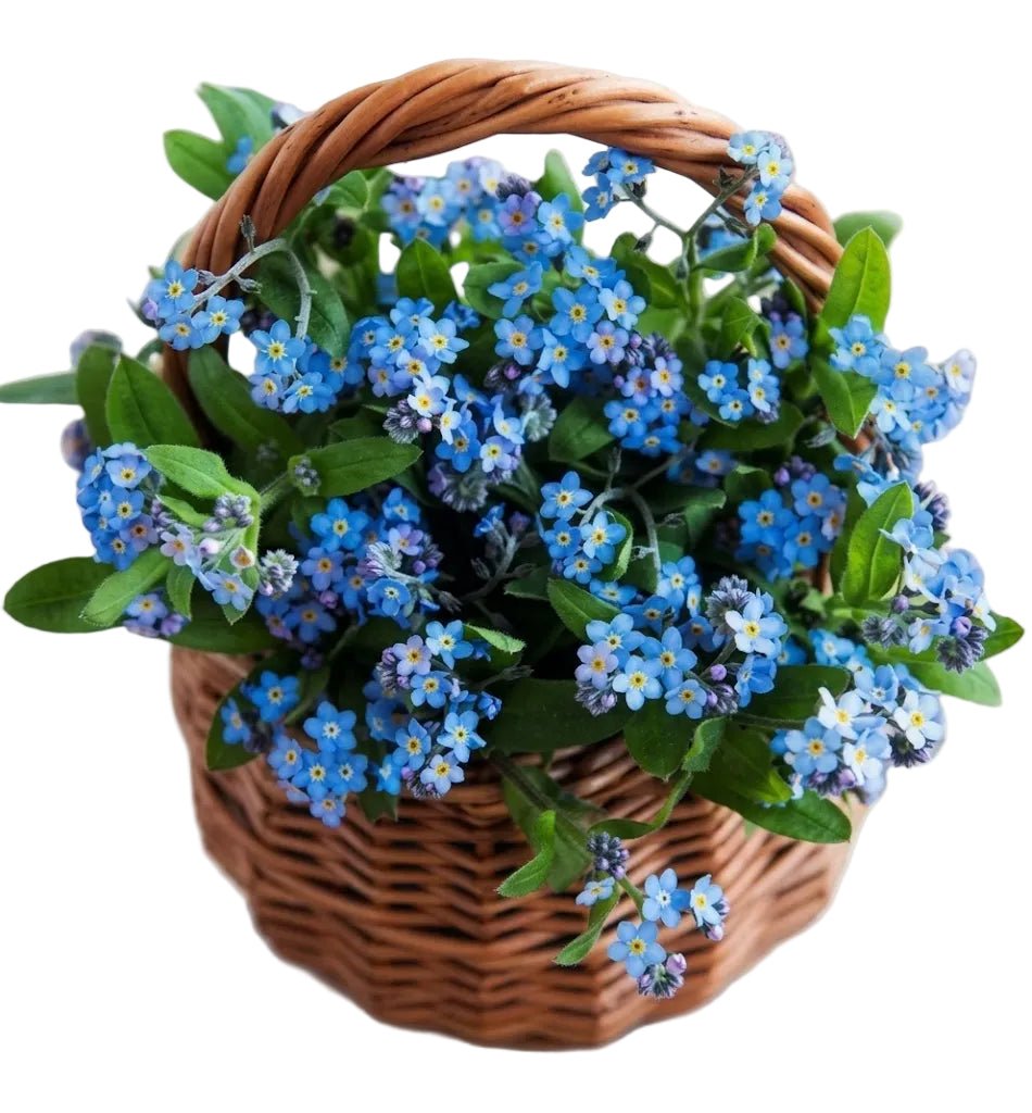 Blue Forget-Me-Not Flowers in Basket - Florist London