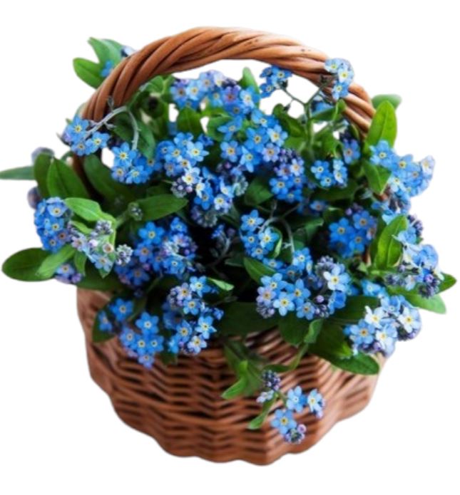 Blue Forget - Me - Not Flowers in Basket - Florist London