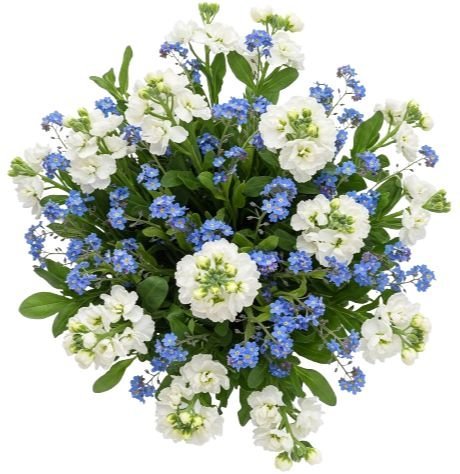 Blue Forget - Me - Not with Fragrant Stocks Bouquet - Florist London