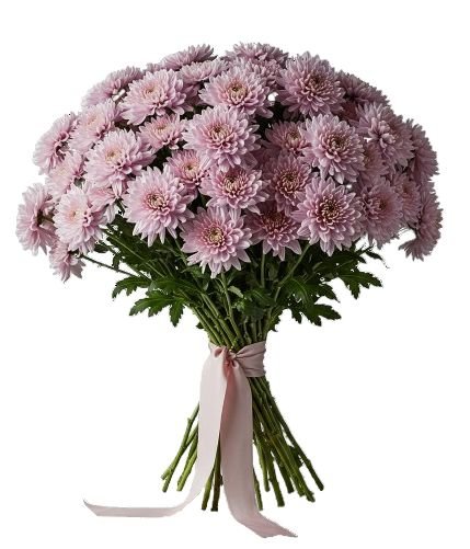 Bouquet Light Pink Chrysanthemum - Florist London