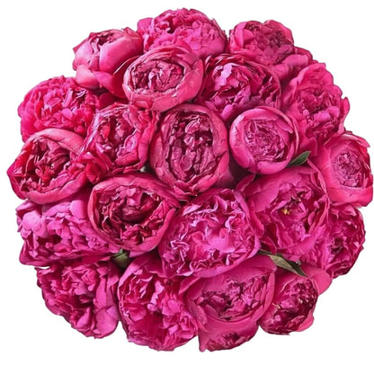 Bouquet of Cerise Peonies - Florist London