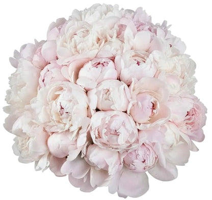 Bouquet of Pale Pink Peonies - Florist London