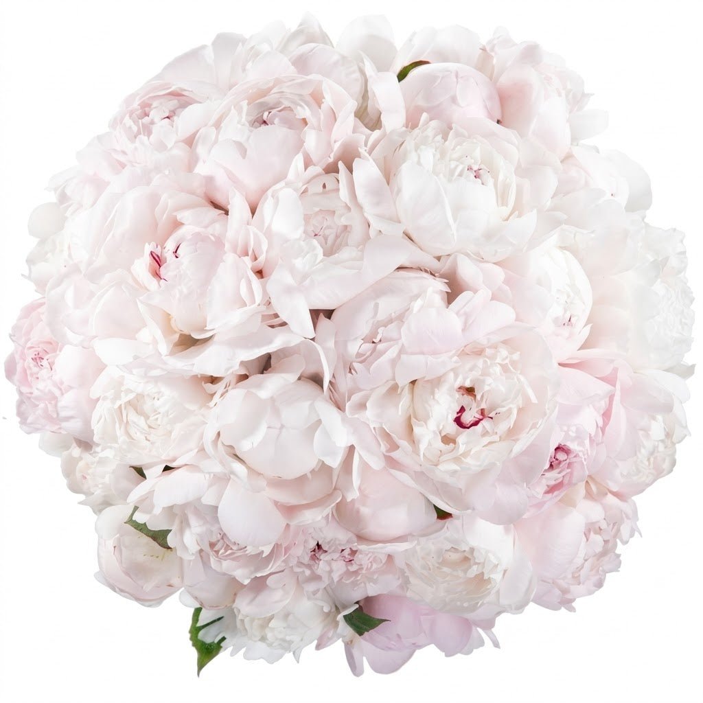 Bouquet of Pale Pink Peonies - Florist London