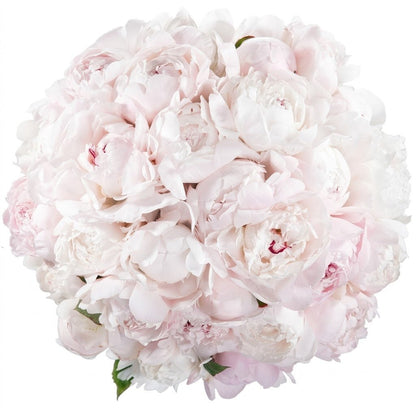 Bouquet of Pale Pink Peonies - Florist London