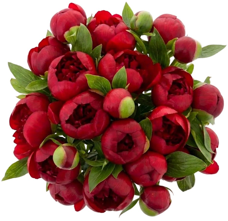 Bouquet of Red Peonies - Florist London