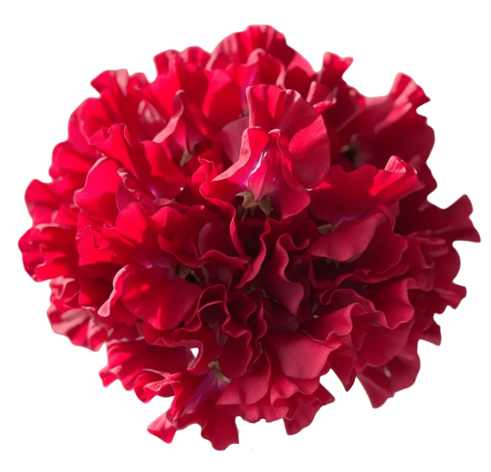 Bouquet of Red Sweet Pea - Florist London