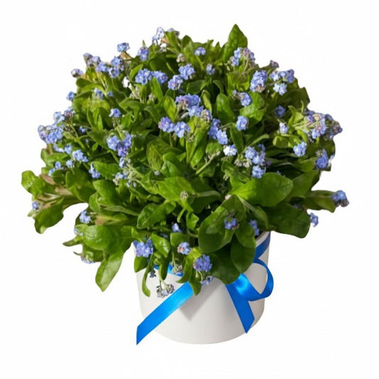 Box of Blue Forget - Me - Not - Florist London