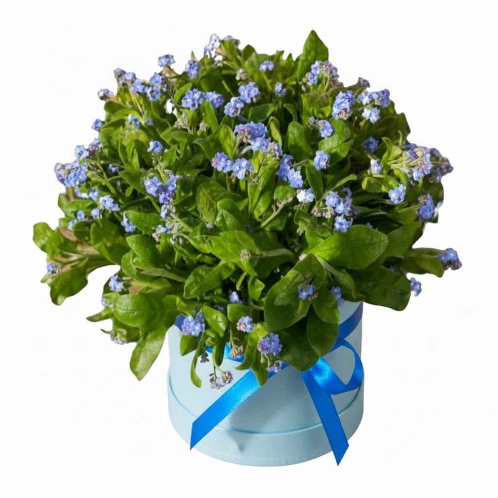 Box of Blue Forget - Me - Not - Florist London