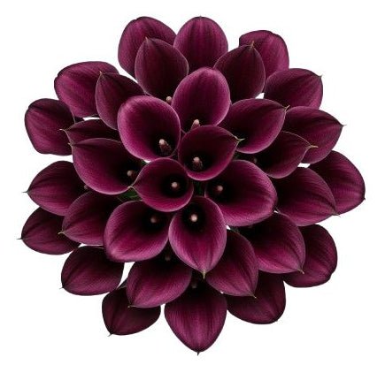 Burgundy Calla Lily Bouquet - Florist London