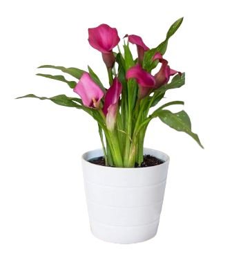 Calla Lily Plant - Florist London