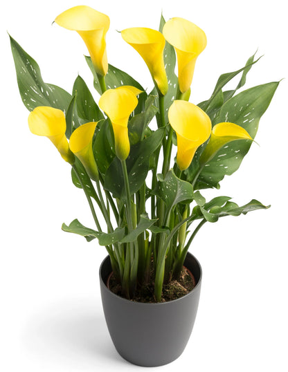 Calla Lily Plant - Florist London
