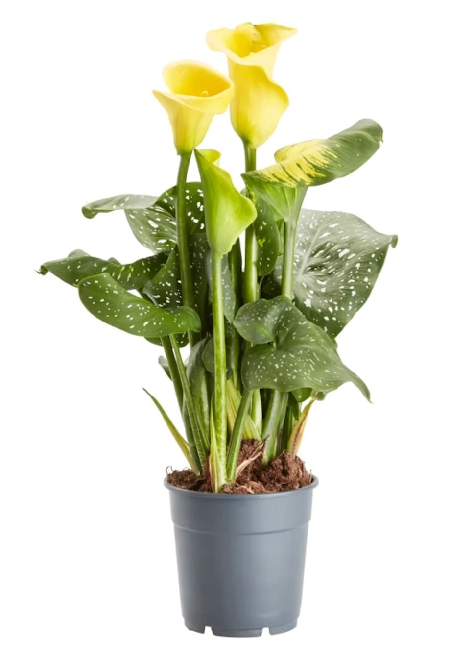Calla Lily Plant - Florist London