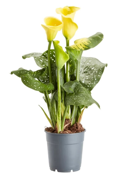 Calla Lily Plant - Florist London