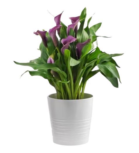 Calla Lily Plant - Florist London