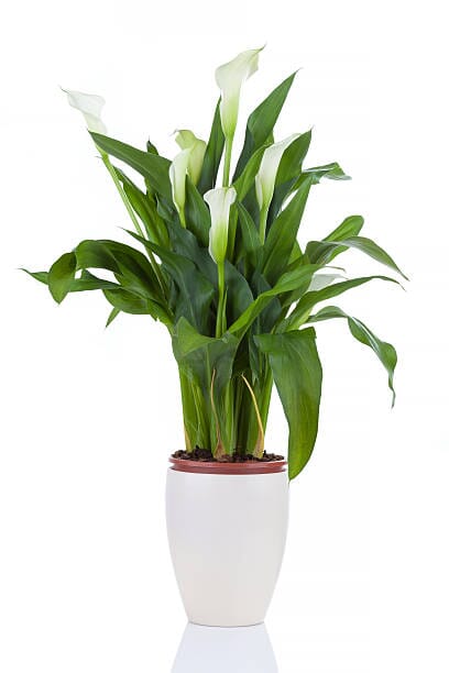 Calla Lily Plant - Florist London