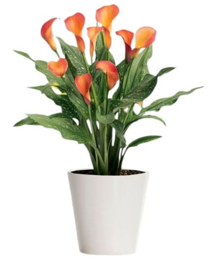 Calla Lily Plant - Florist London