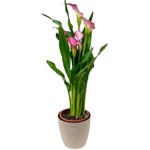 Calla Lily Plant - Florist London
