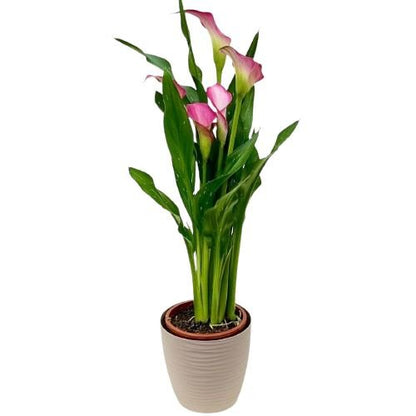 Calla Lily Plant - Florist London
