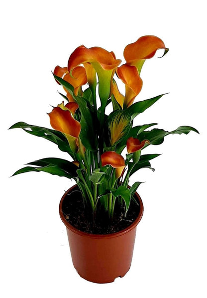 Calla Lily Plant - Florist London