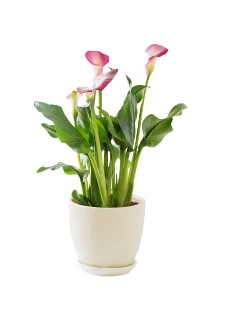 Calla Lily Plant - Florist London