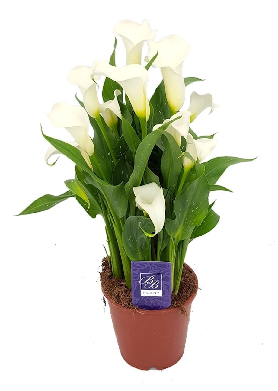 Calla Lily Plant - Florist London