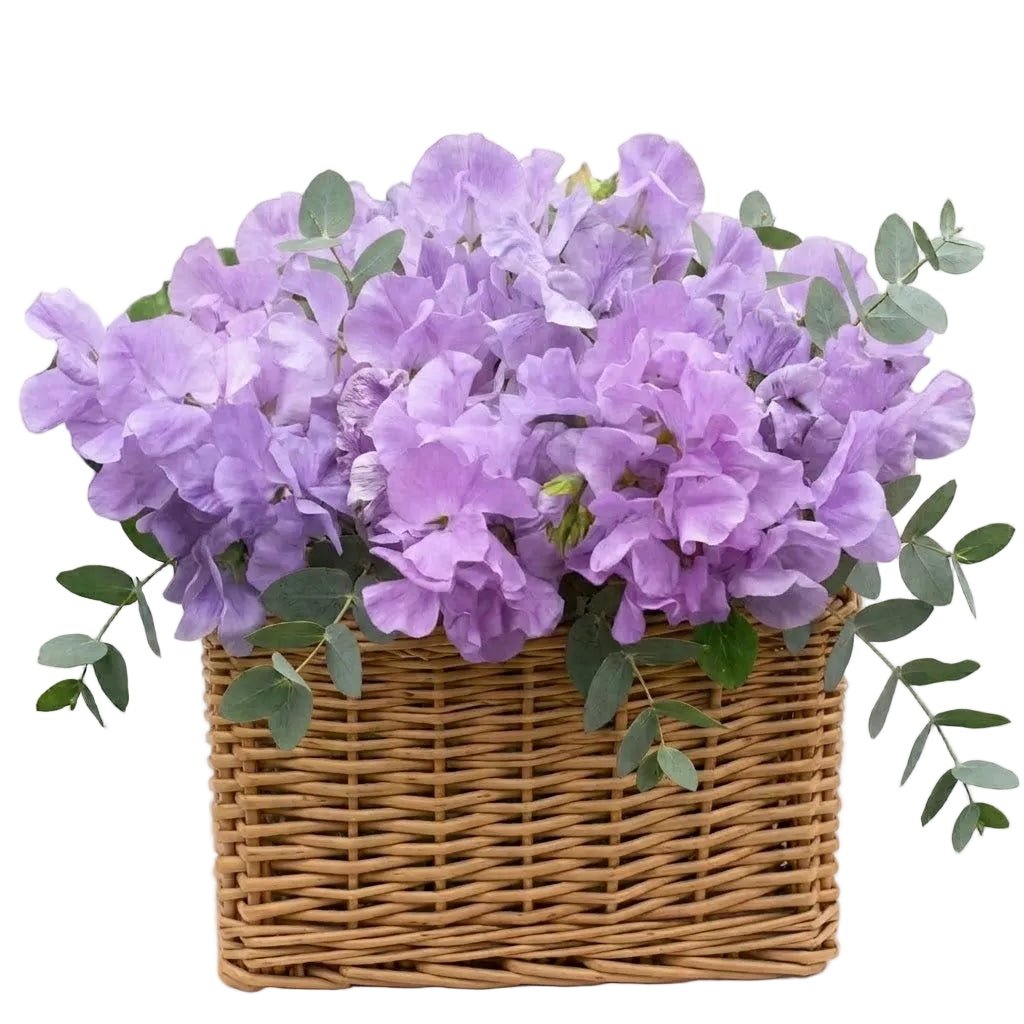 Charming Basket of Sweet Pea with Eucalyptus - Florist London