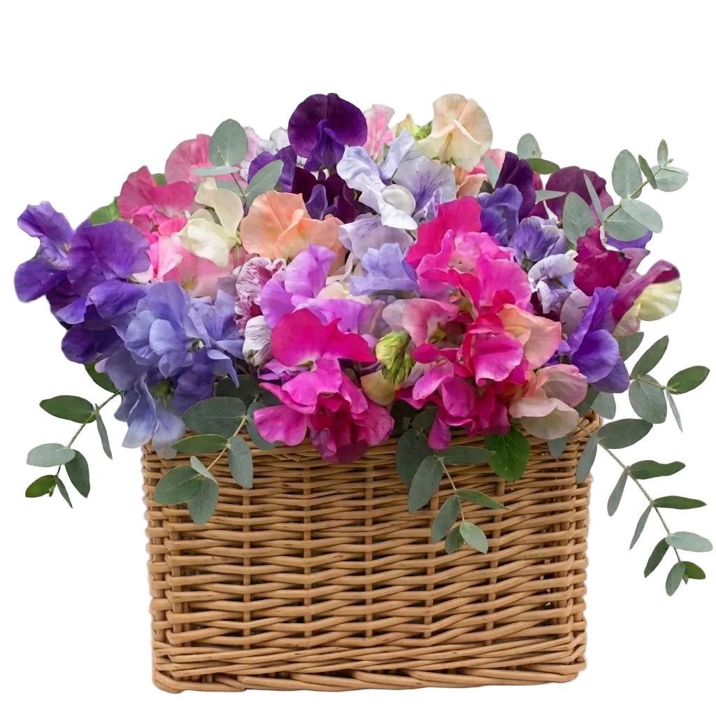 Charming Basket of Sweet Pea with Eucalyptus - Florist London