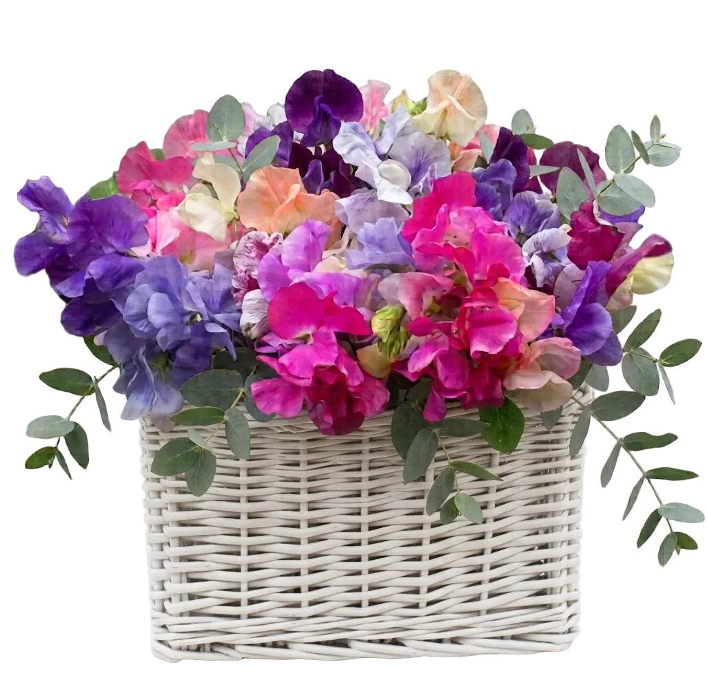 Charming Basket of Sweet Pea with Eucalyptus - Florist London