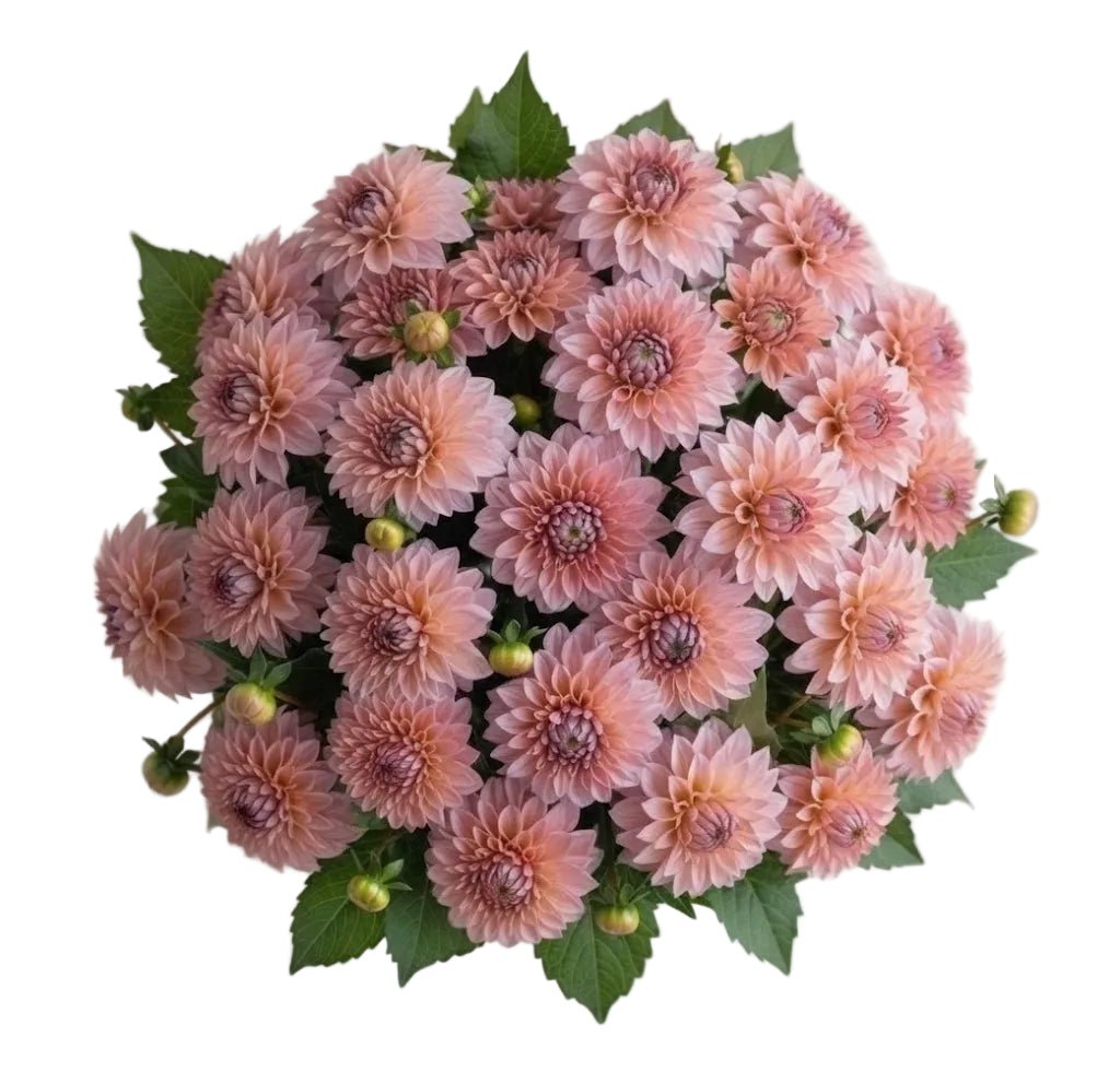Charming Pink Dahlia Bouquet - Florist London