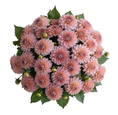 Charming Pink Dahlia Bouquet - Florist London