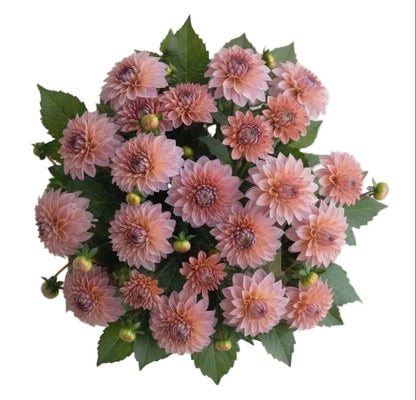 Charming Pink Dahlia Bouquet - Florist London