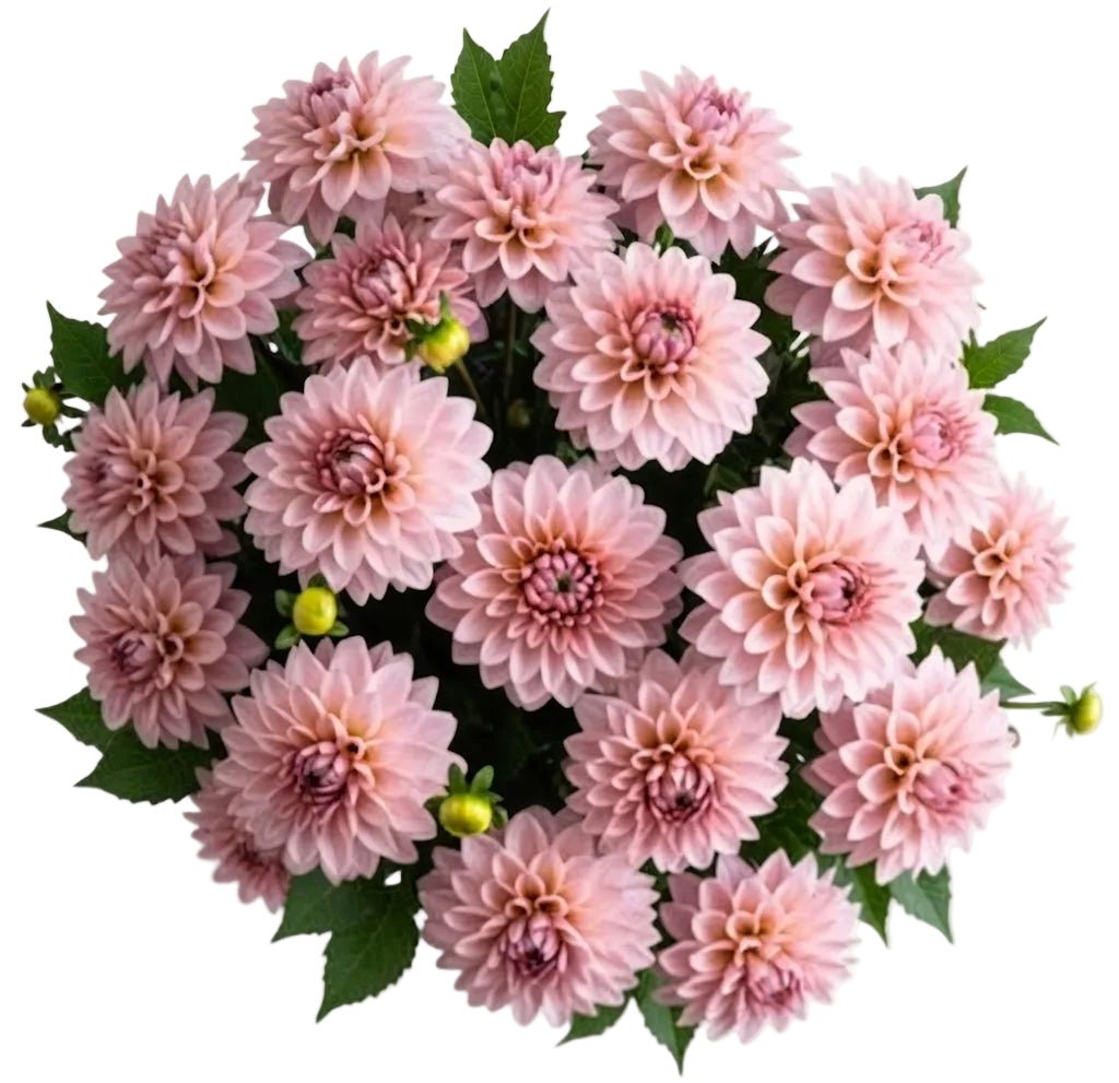 Charming Pink Dahlia Bouquet - Florist London