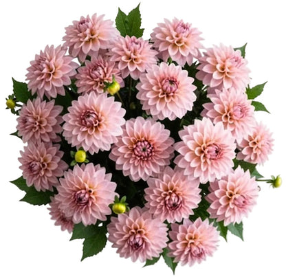Charming Pink Dahlia Bouquet - Florist London