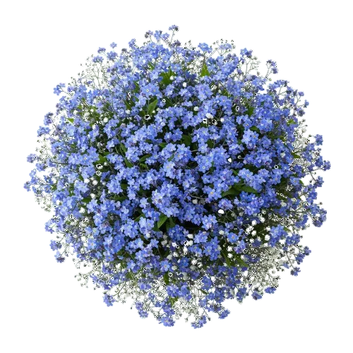 Classic Blue Forget - Me - Not Bouquet - Florist London