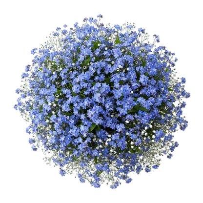 Classic Blue Forget - Me - Not Bouquet - Florist London