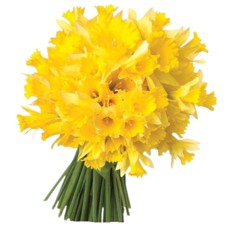 Classic Bouquet of Daffodils - Florist London