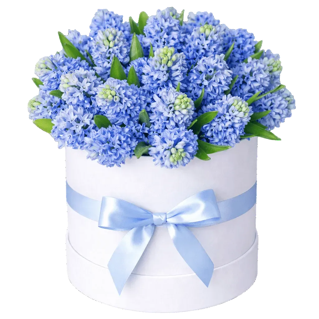Classic Box of Hyacinths - Florist London