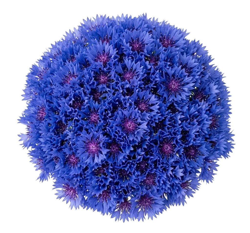 Classic Cornflower Bouquet - Florist London